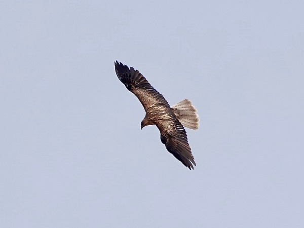 Whistling kite 02
