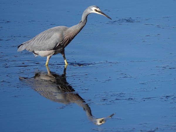 White-faced heron 04
