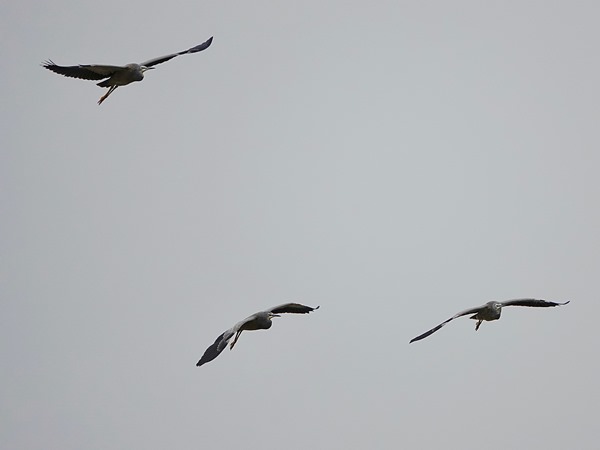 White-faced heron 06