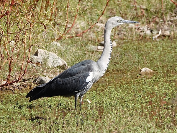 White-necked heron 01