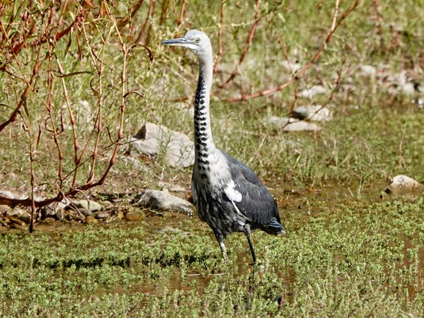 White-necked heron 02