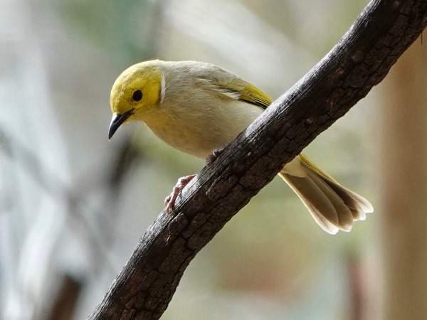 White-plumed- oneyeater 04