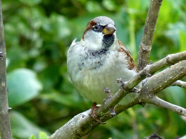 Bird-photos-NZ-2015-sparrow-01