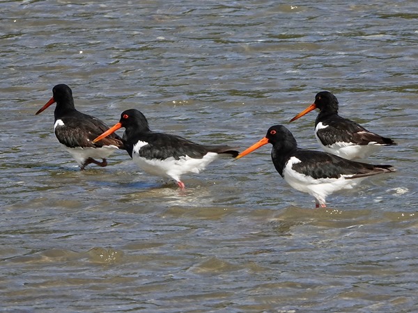 SI pied oystercatcher