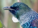 Bird-photos-NZ-2022-Tui-mini-index