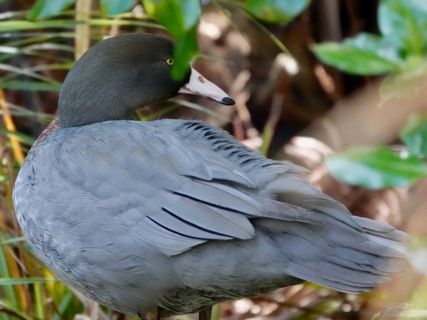 Bird-photos-NZ-2022b-Blue-duck-02