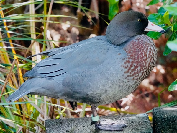 Bird-photos-NZ-2022b-Blue-duck-03