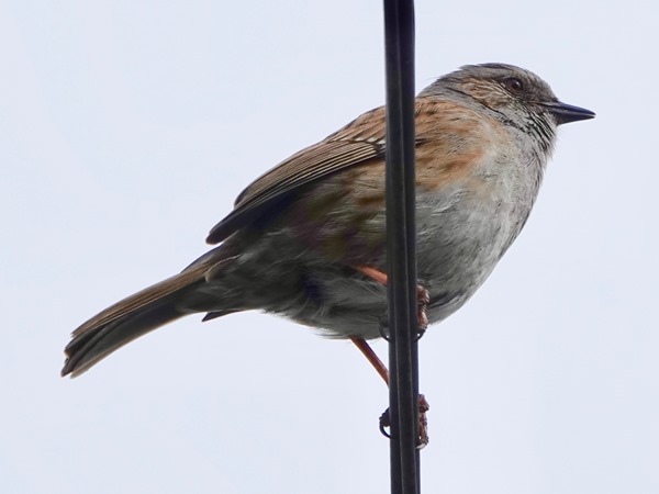 Bird-photos-NZ-2022b-Dunnock-01