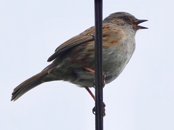 Bird-photos-NZ-2022b-Dunnock-02