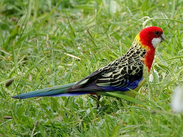Bird-photos-NZ-2022b-Eastern-rosella-01