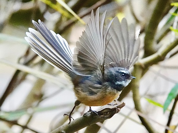 Bird-photos-NZ-2022b-Fantail-01