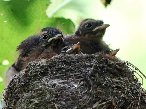 Bird-photos-NZ-2022b-Fantail-04