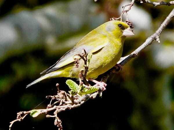 Bird-photos-NZ-2022b-Greenfinch-01