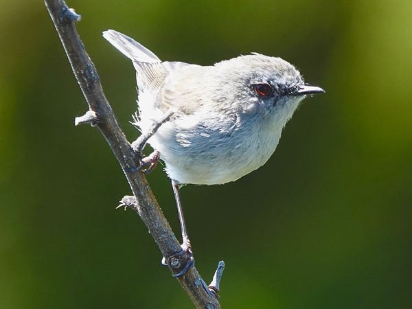 Bird-photos-NZ-2022b-Grey-warbler-01