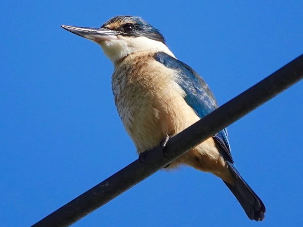 Bird-photos-NZ-2022b-Kingfisher-01