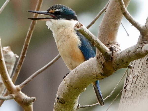 Bird-photos-NZ-2022b-Kingfisher-02