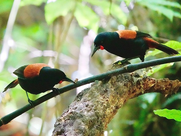 Bird-photos-NZ-2022b-Saddleback-01