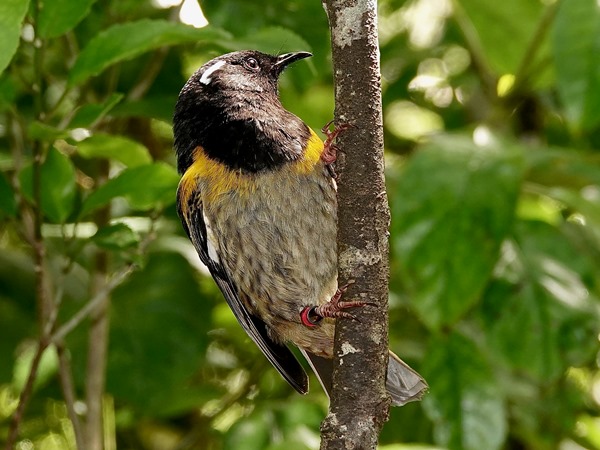 Bird-photos-NZ-2022b-Stichbird-01