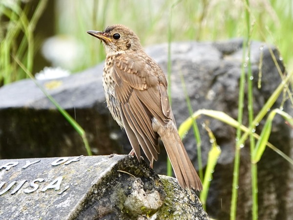 Bird-photos-NZ-2022b-Thrush-01