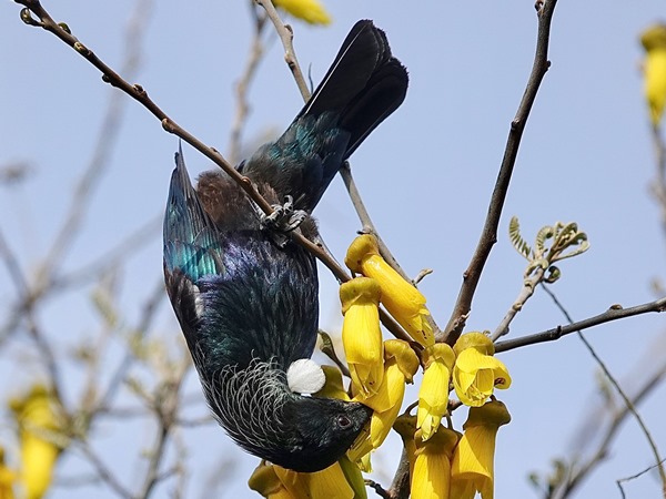 Bird-photos-NZ-2022b-Tui-01