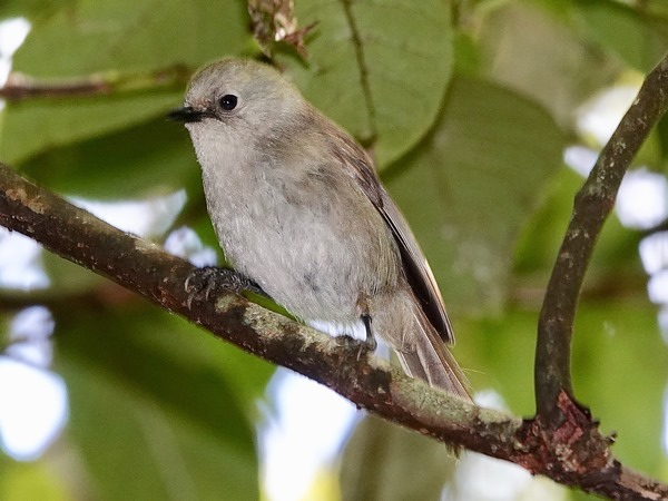 Bird-photos-NZ-2022b-Whitehead-01