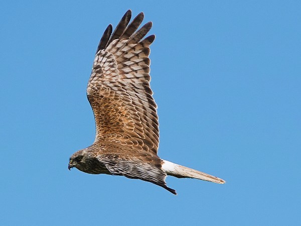 Australasian-harrier-04