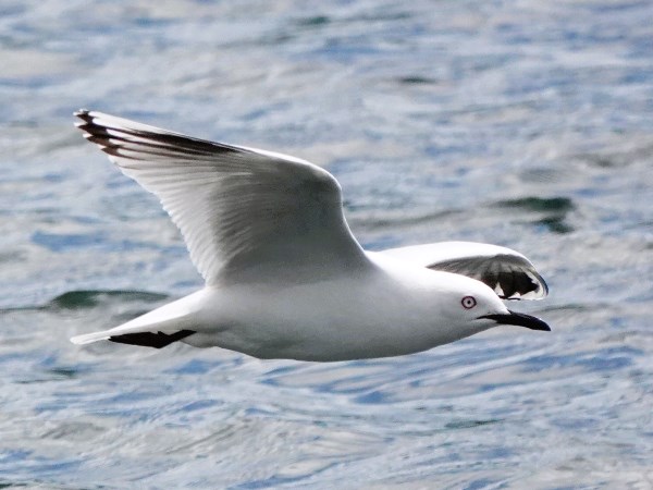 Black-billed-gull-05