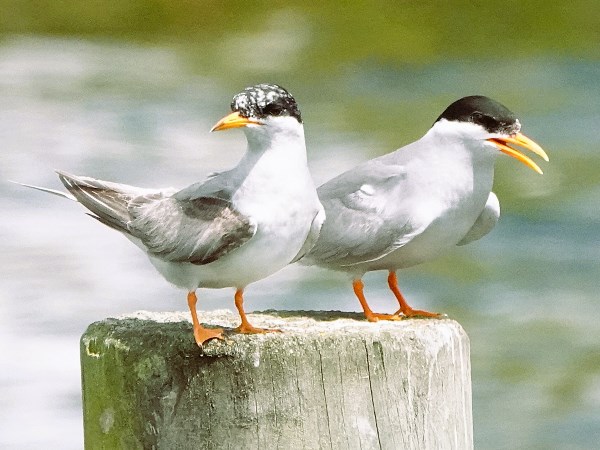 Black-fronted-tern-01