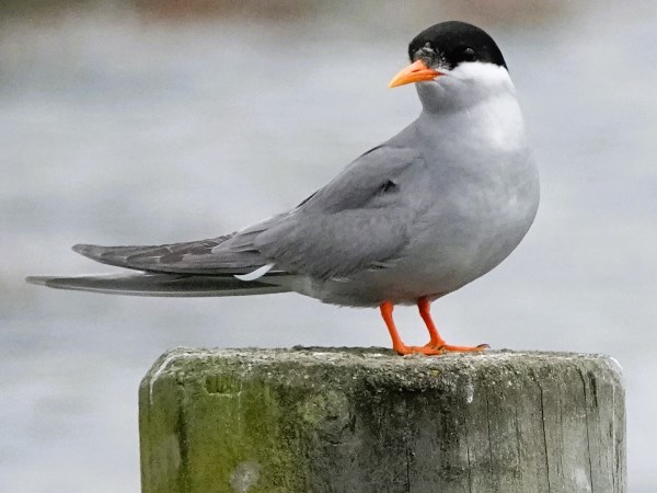 Black-fronted-tern-02