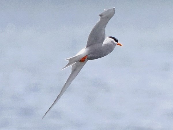 Black-fronted-tern-03