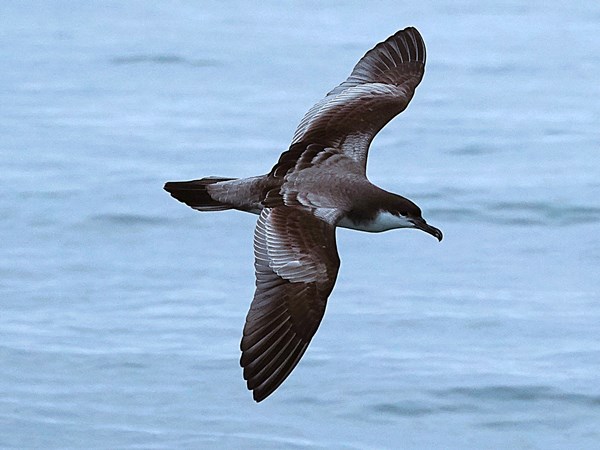 Bullers-shearwater-01