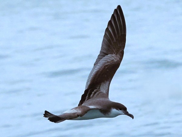 Bullers-shearwater-02