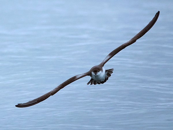 Bullers-shearwater-03