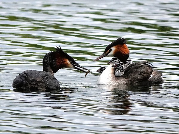 Crested-grebe-04