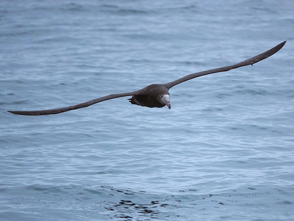 Northern-giant-petrel-02