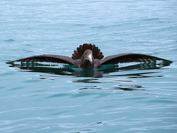 Northern-giant-petrel-03