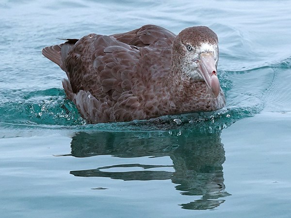 Northern-giant-petrel-04