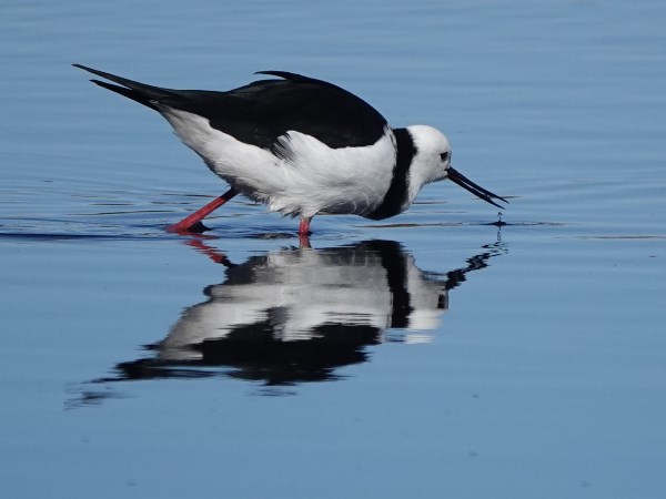 NZ pied stilt 06