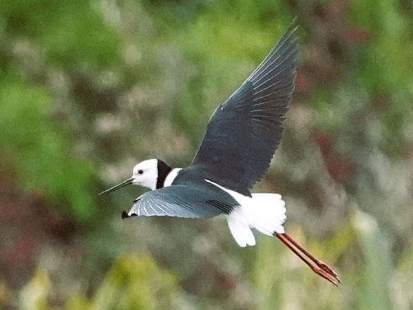 Pied-stilt-07