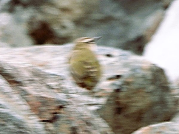 Rock-wren-01
