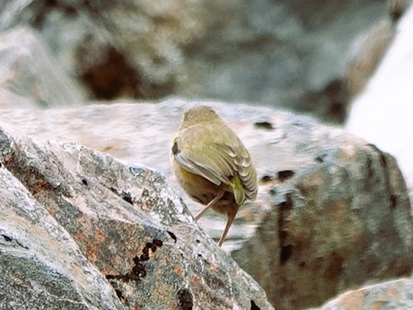 Rock-wren-02