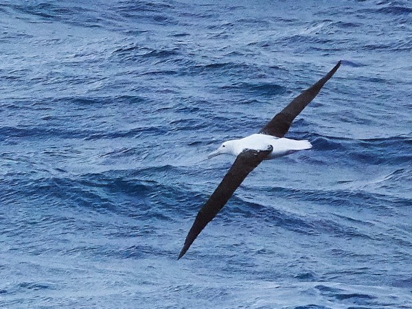 Royal-albatross-northern-03