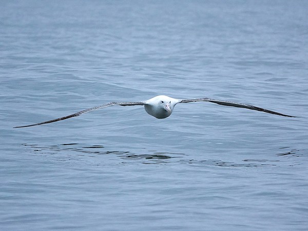 Royal-albatross-southern-04