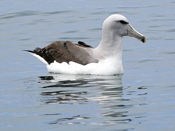 Salvins-albatross-03