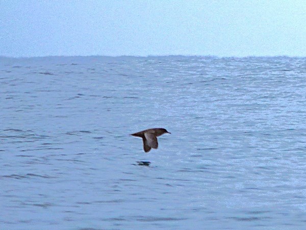 Sooty-shearwater-02