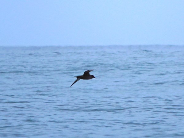 Sooty-shearwater-03