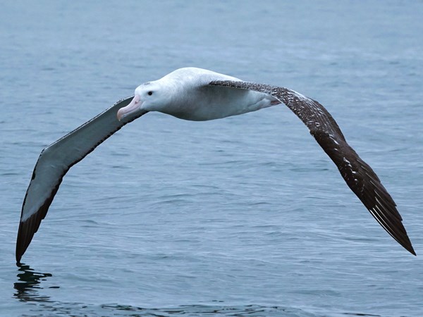 Wandering-albatross-03