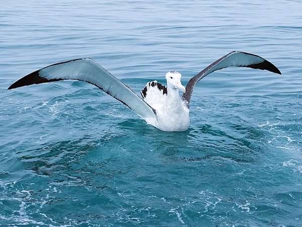 Wandering-albatross-04