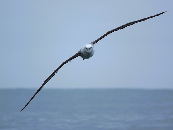 White-capped-albatross-01