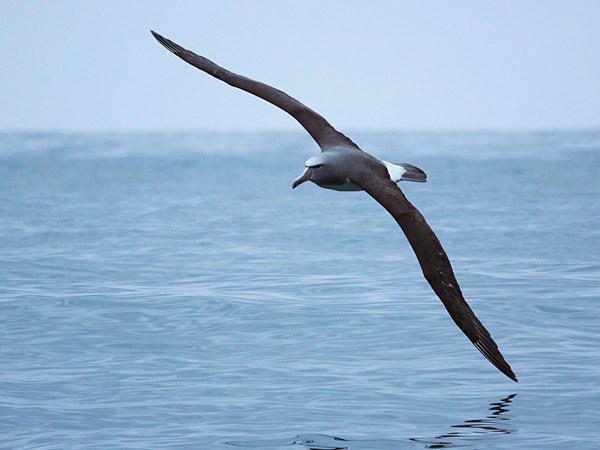 White-capped-albatross-02